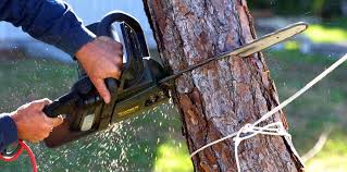 Lawn Pest Prevention in Alexandria, IN